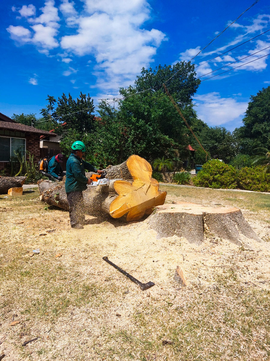 Residential Tree Service Gallery Ezra Tree Service