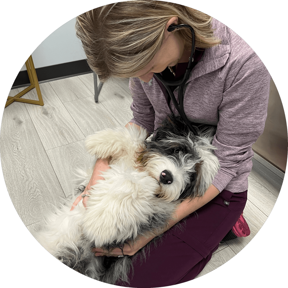 Best Veterinary Hospital In Greer, SC 29650 Riverside Vet