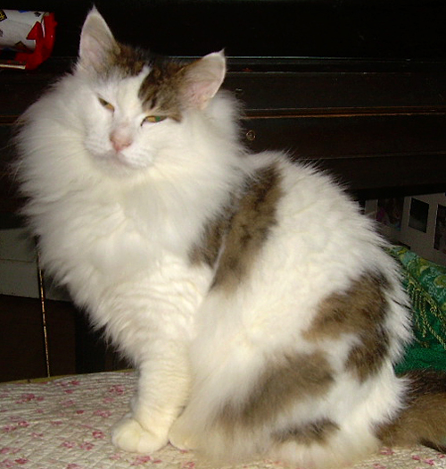  River Song Foundation