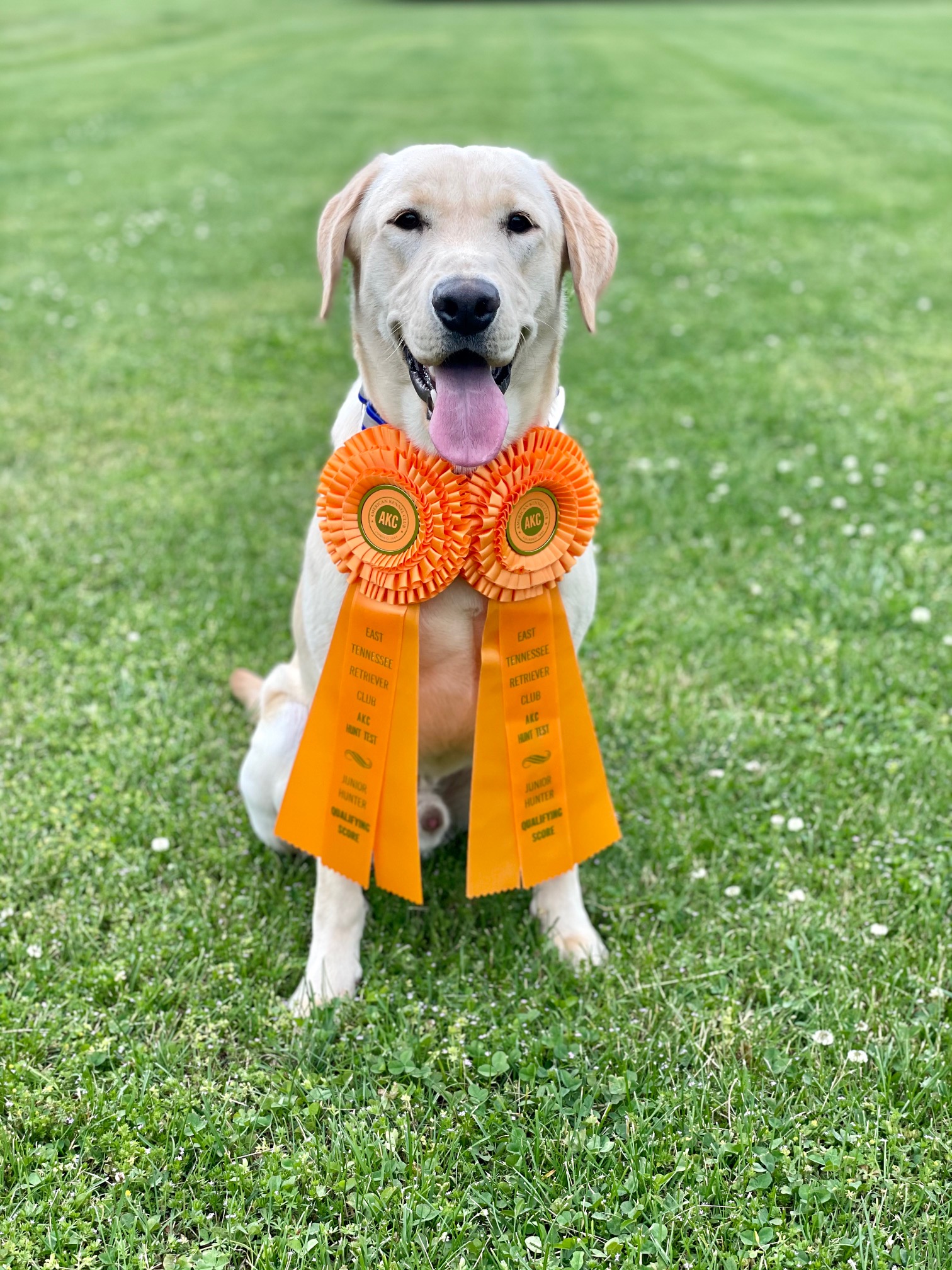 Our dogs Riverview Farm Kennel THE British Labrador Kennel