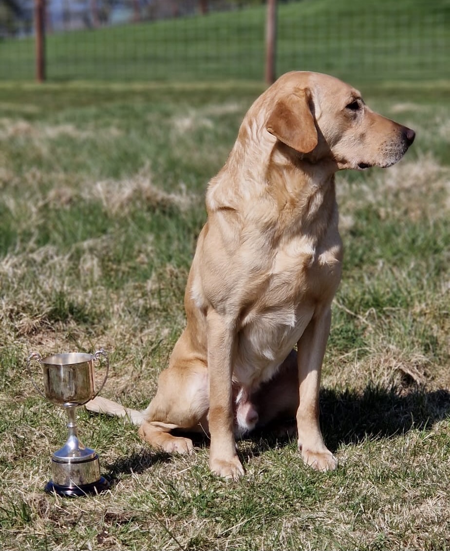 Back in the US Riverview Farm Kennel THE British Labrador Kennel