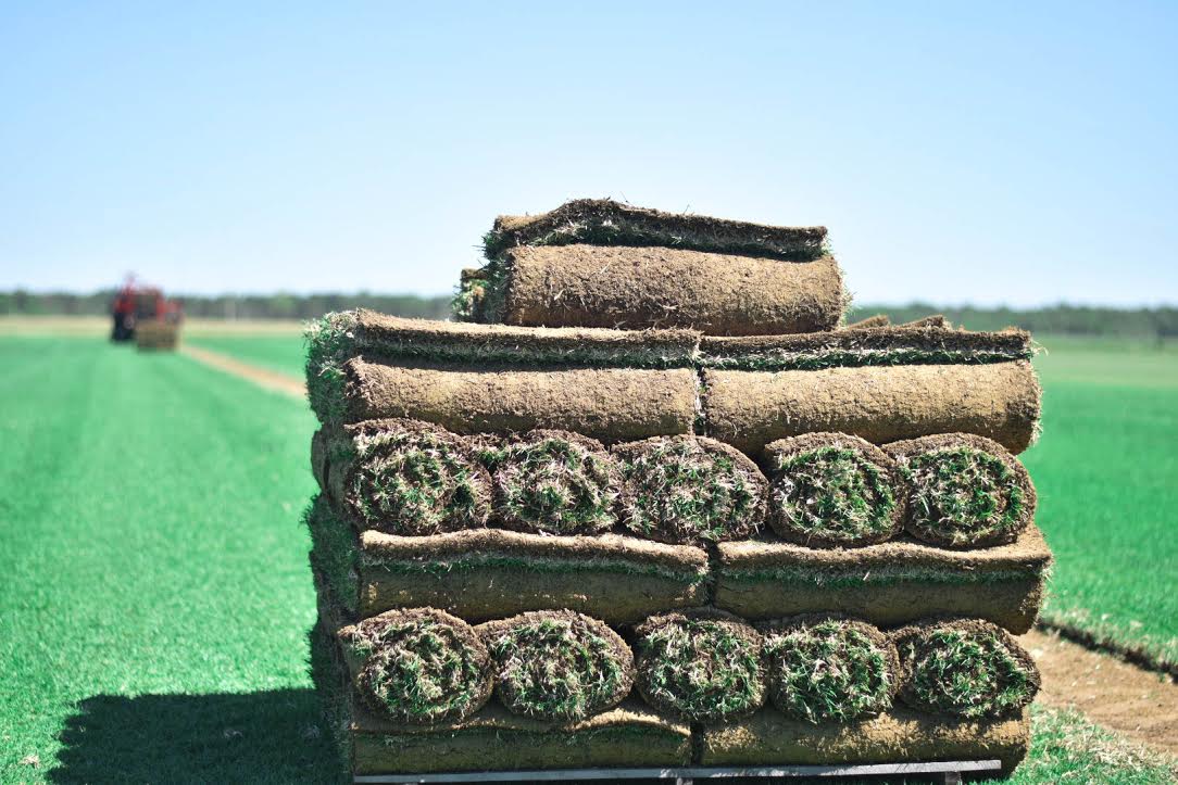 Riverview Turf Baldwin County Sod Farm Green Grass YearRound