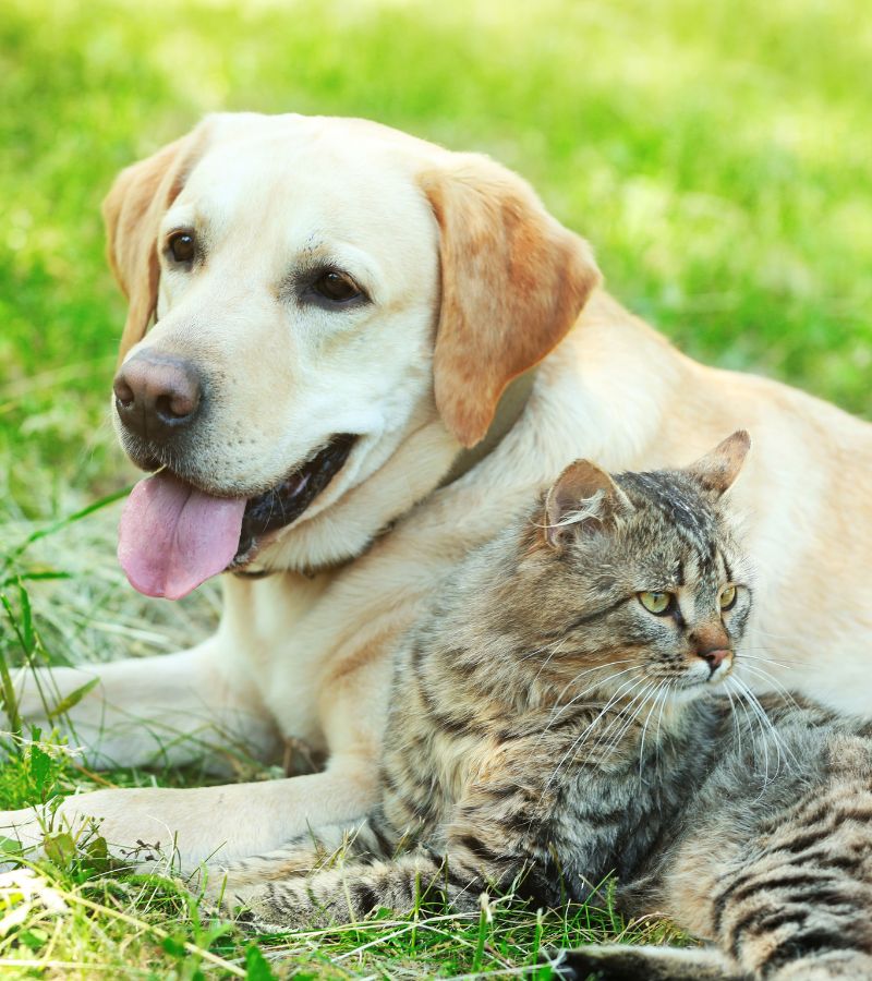 Integrated Medicine Riverwalk Pet Hospital & Resort