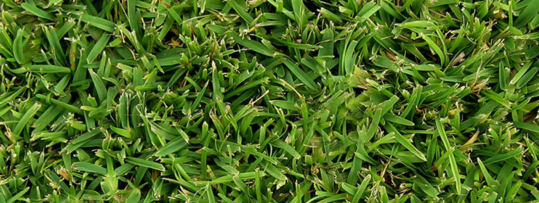 Does Buffalo Grass Make A Good Lawn / Homeowner DoItYourself Lawn
