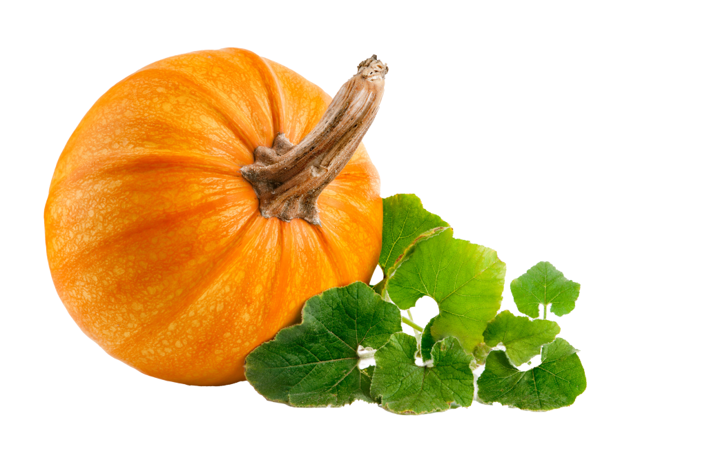 RTR® Pumpkin Seed Oil Rizq Teja Resources