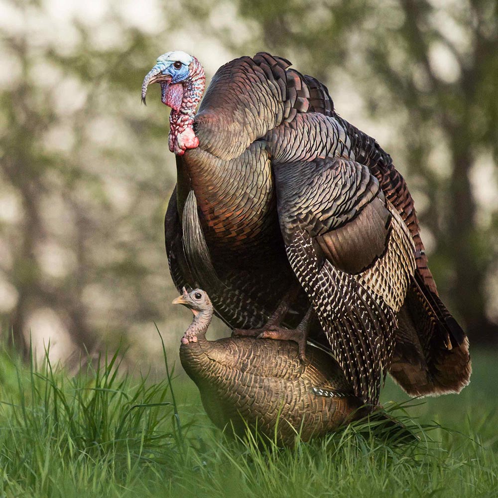 Dave Smith Decoys Leading Hen Turkey Decoy STRUTT'N Brand