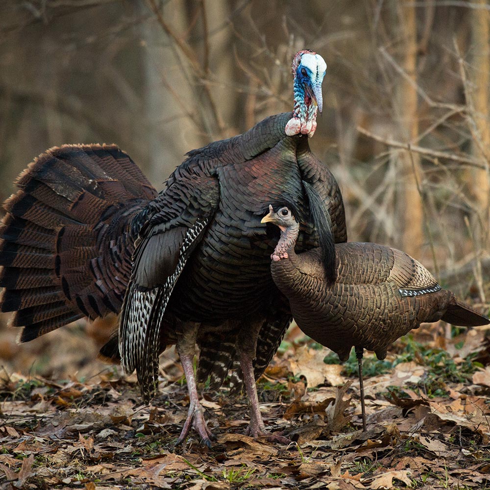 Dave Smith Decoys Leading Hen Turkey Decoy STRUTT'N Brand