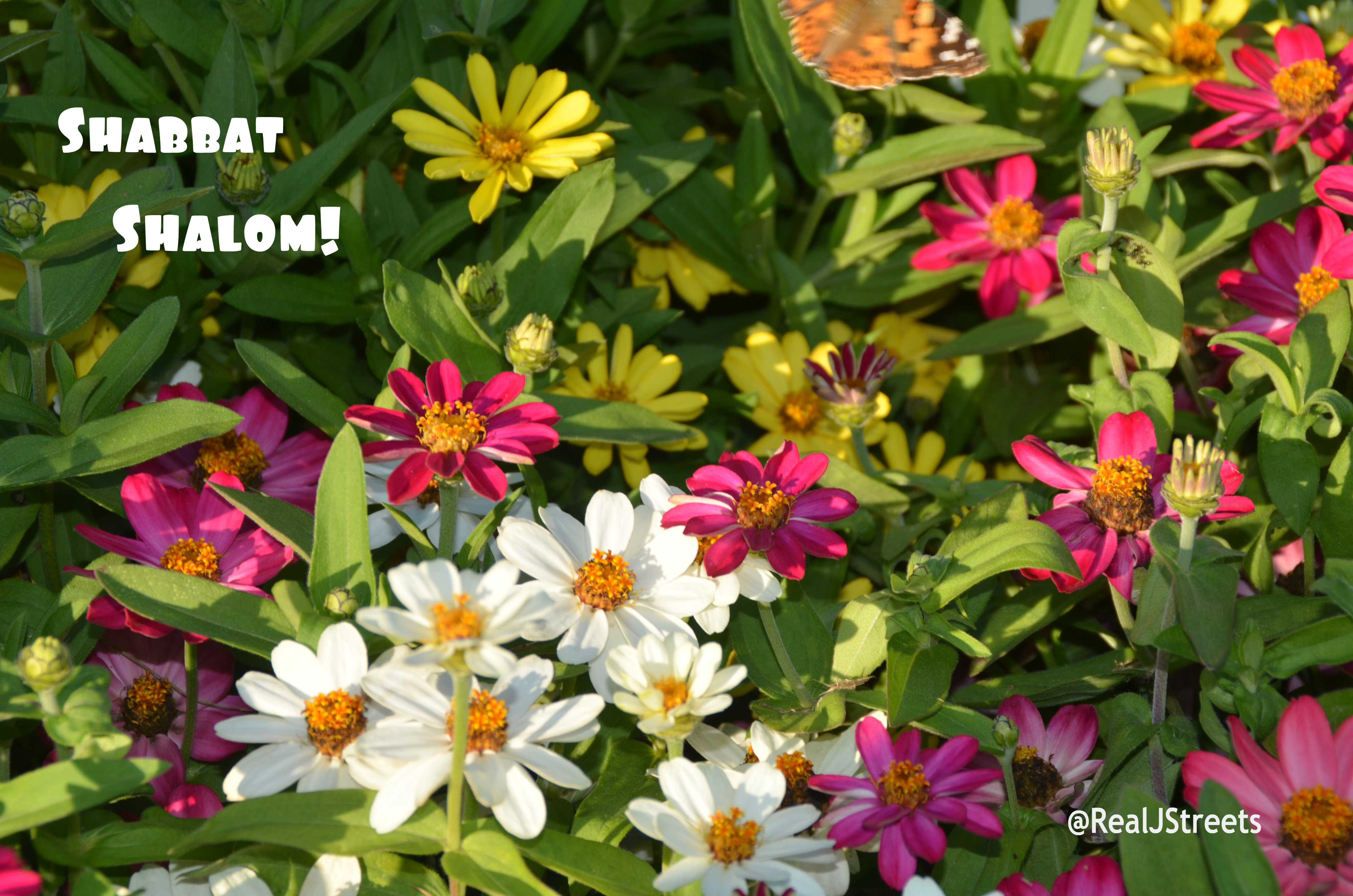 Shabbat shalom from Real Jerusalem Streets DSC_4361fb The Real