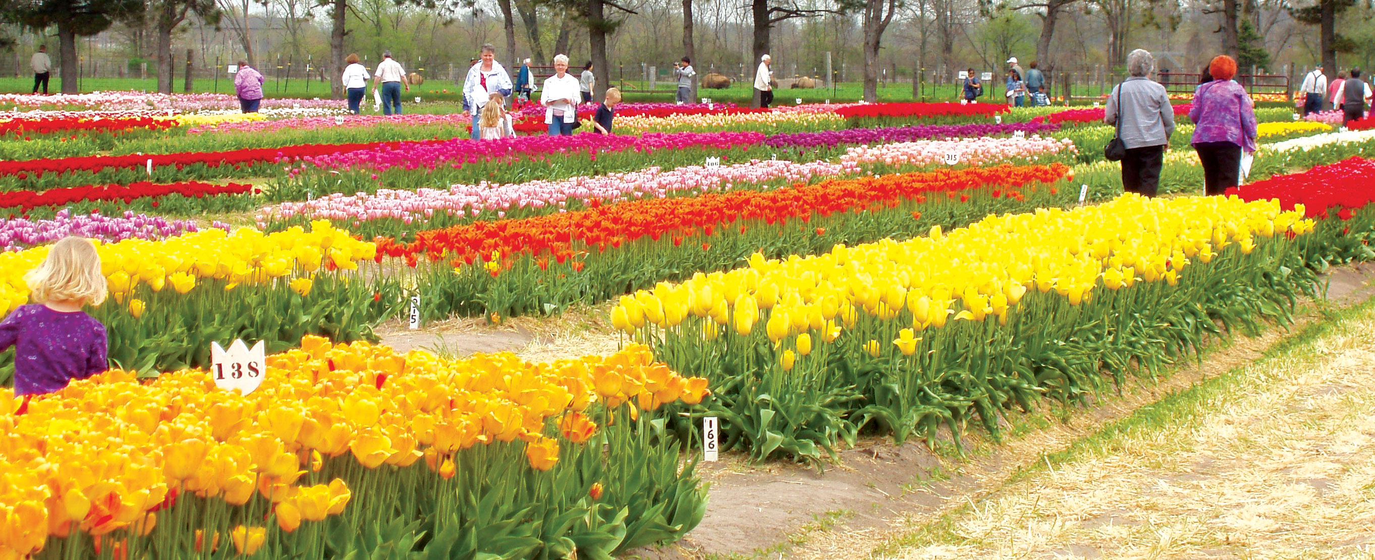 pella tulip time festival 2023 Pella Tulip Time & the Amana Colonies SOLD OUT! Call for Waitlist 1