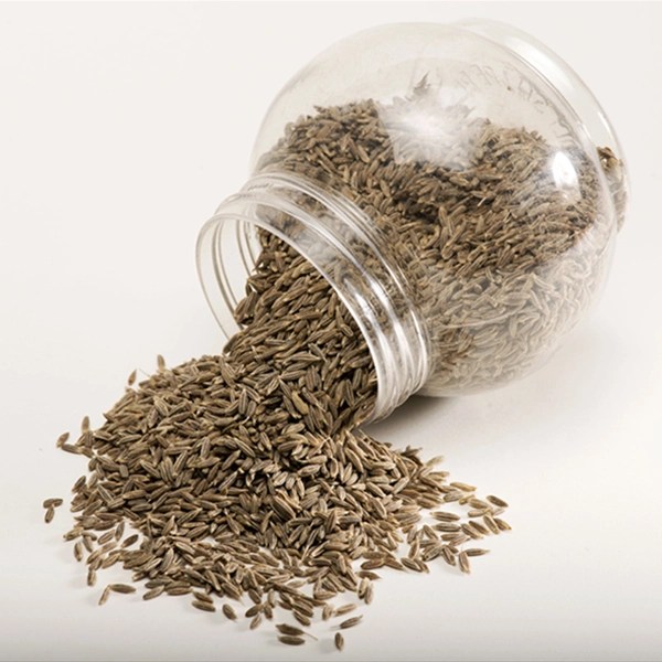 Organic Cumin Seeds RK IND EXPORT PRO LTD