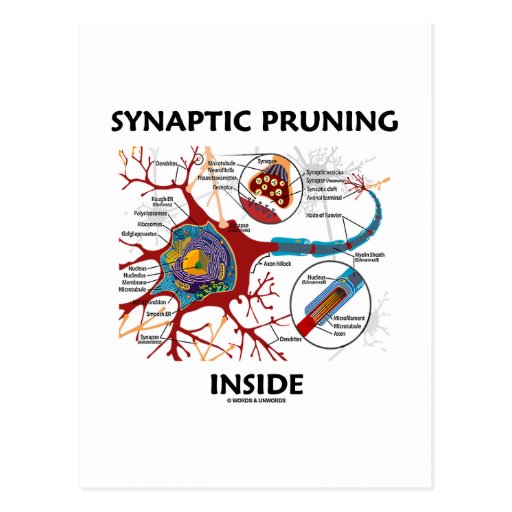 Synaptic Pruning Inside Neuron Synapse Geek Humor Postcard Zazzle
