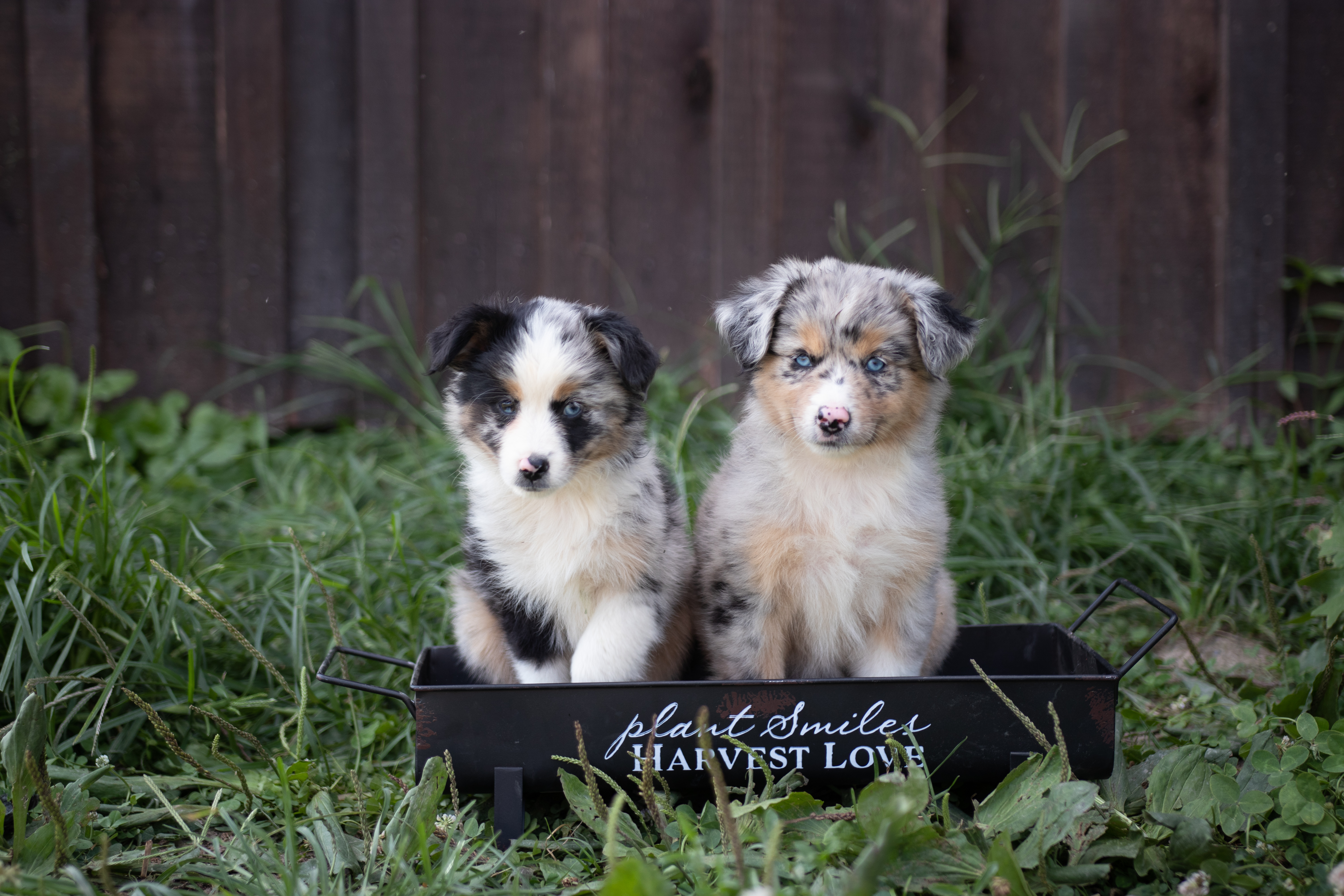 Mini Aussie Rl Valley Ranch Aussies Ohio Australian Shepherds