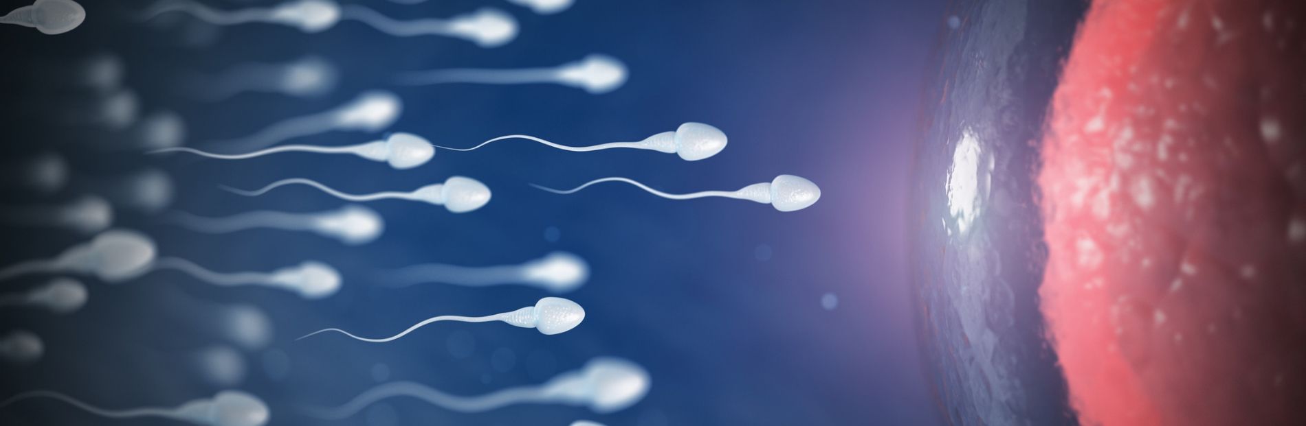 The Birth and History of IVF RMA Network Fertility Clinic