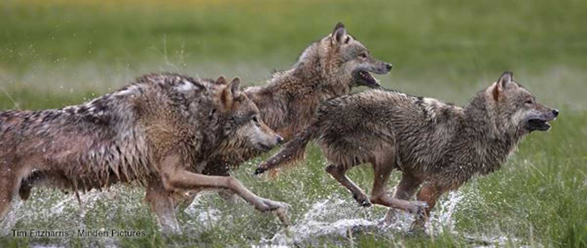 The Cot of Wolf Recovery Rocky Mountain Elk Foundation