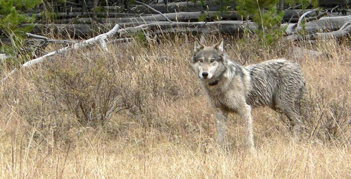 MeatEater Weighs in On Colorado Wolf Movement Rocky Mountain Elk