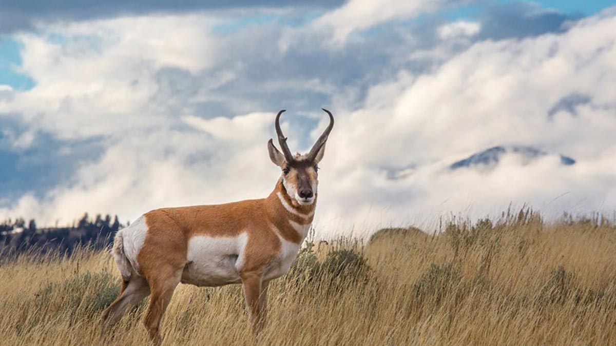 Train Collides with 64 Pronghorn in Southeast Idaho Rocky Mountain