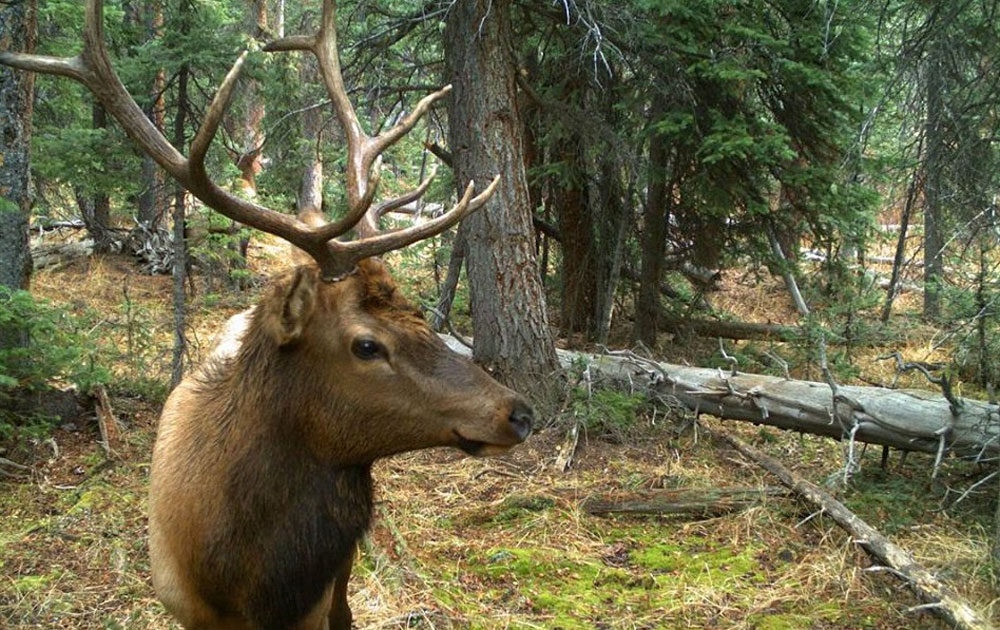Southwest Colorado Archery Licenses Limited Due to Ailing Elk Numbers