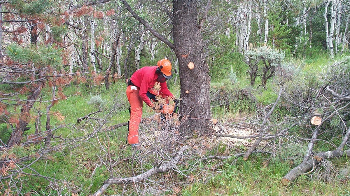 Forest Thinning to Benefit Wyoming Wildlife Habitat Rocky Mountain Elk Foundation