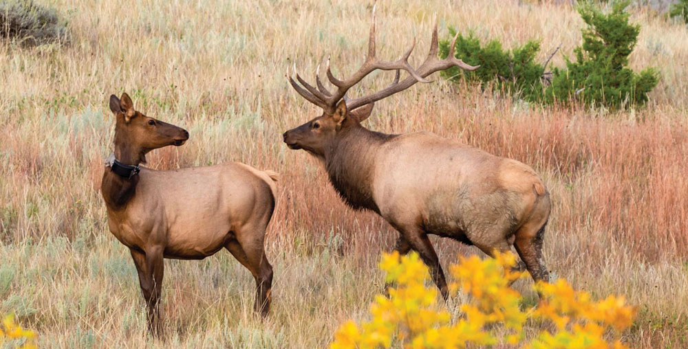 Study Follows North Dakota Elk Migration Rocky Mountain Elk Foundation