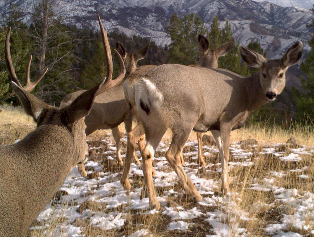 Crack Down on Poaching Rocky Mountain Elk Foundation