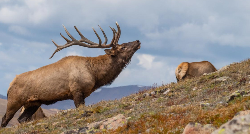 2021 Montana Big Game Hunting Forecast Rocky Mountain Elk Foundation