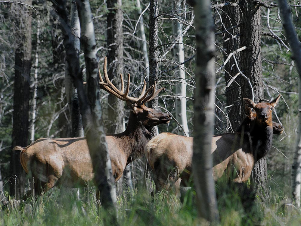 Help Catch Elk Poachers in Montana, New Mexico Rocky Mountain Elk