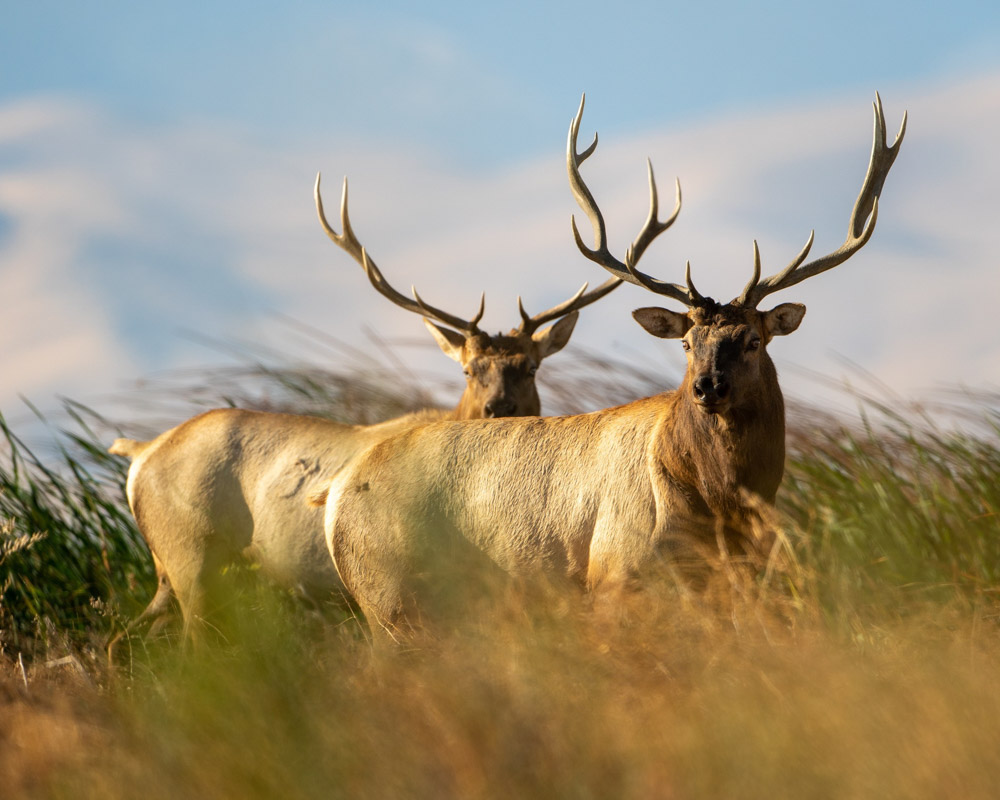 Tule Elk Found Only in California Rocky Mountain Elk Foundation