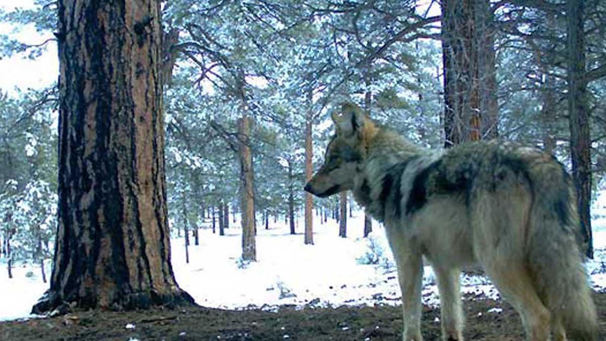 Mexican Wolf Population Grows by 23 Percent Rocky Mountain Elk Foundation