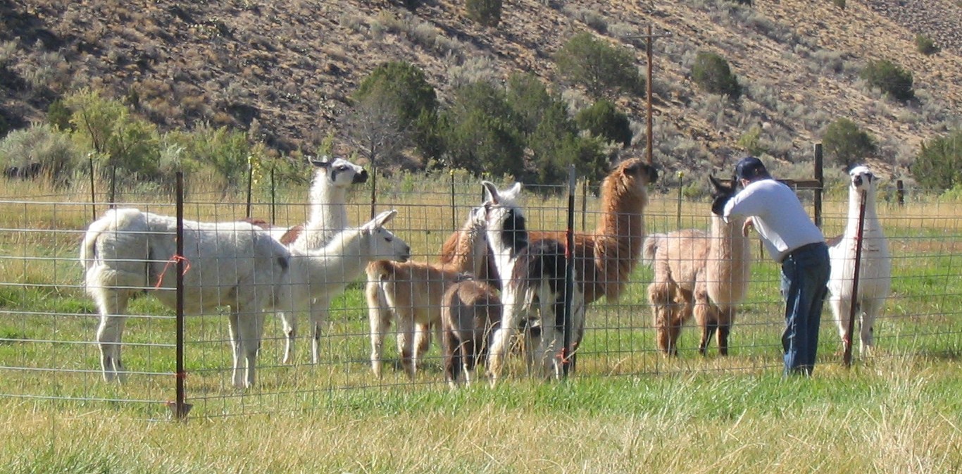Which Llama Do I Want? RMLA Rocky Mountain Llama and Alpaca Association