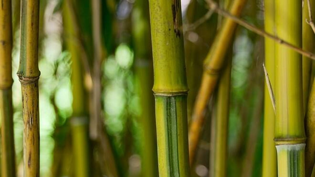 DENR, magtatanim ng forest trees, bamboo saplings sa Baseco Beach area