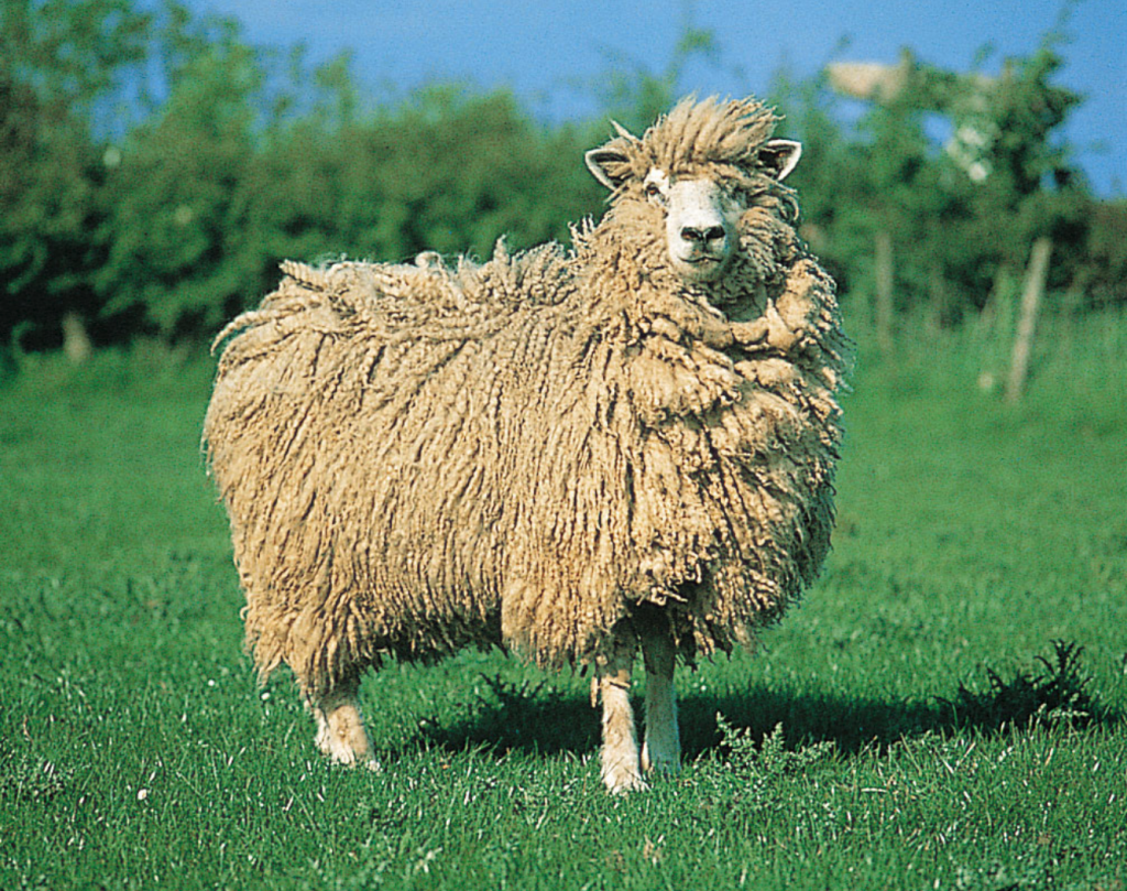 The Breeds Rocky Mountain Natural Colored Sheep Breeders