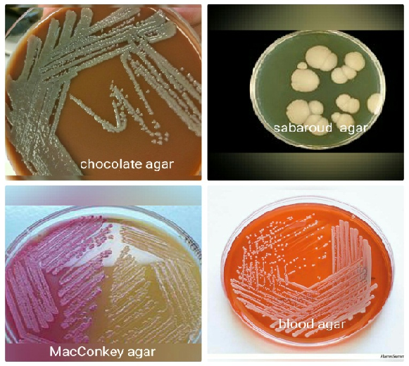 JOURNAL OF THE ROYAL MEDICAL SERVICES