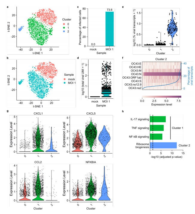 FDseq fixed singlecell RNA sequencing for understanding virus