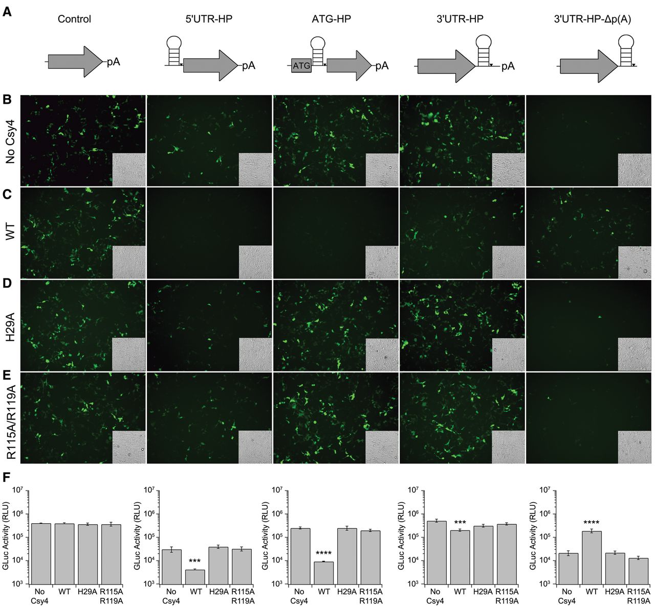 Controlling mRNA stability and translation with the CRISPR