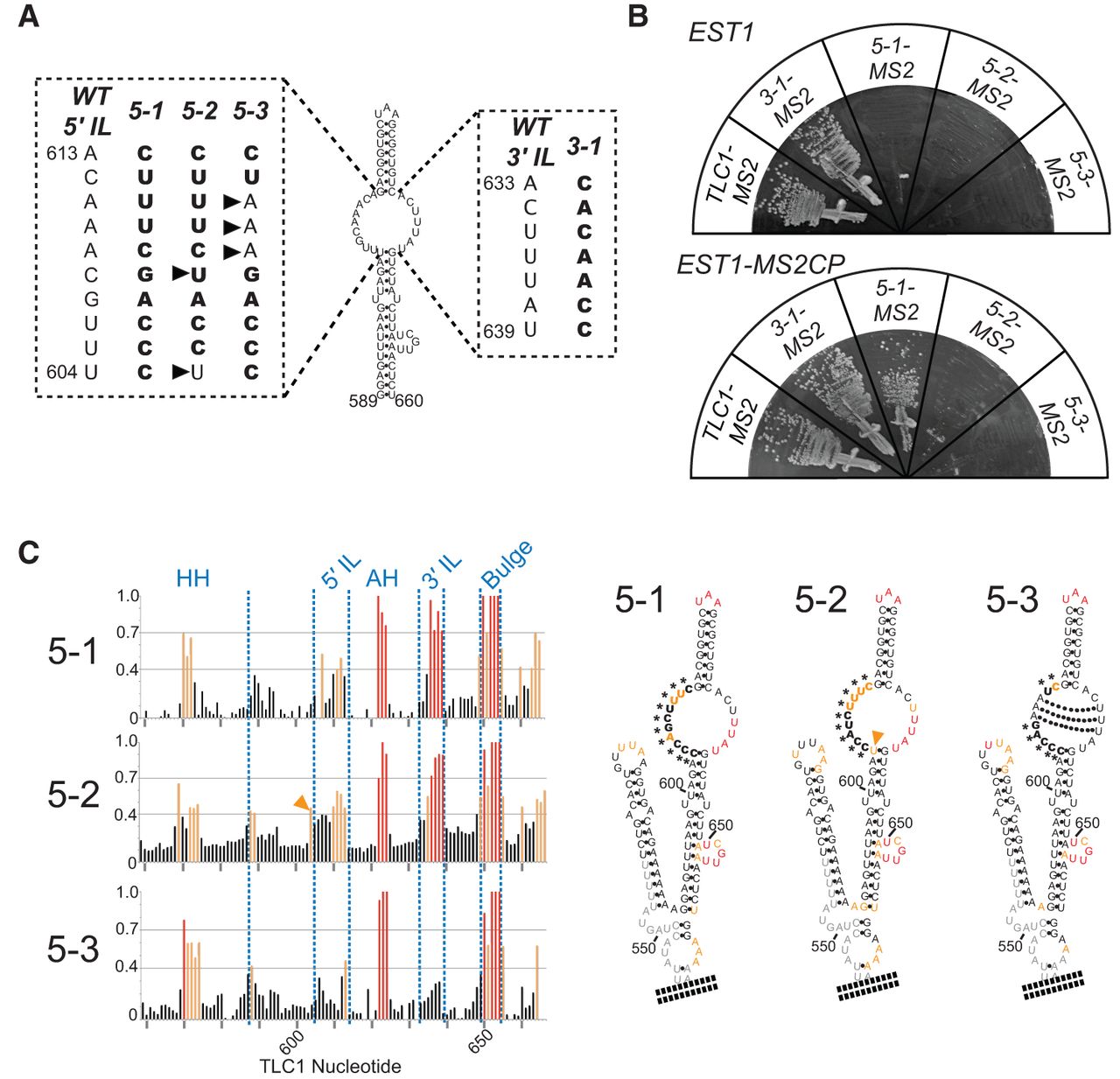 A second essential function of the Est1-binding arm of yeast telomerase RNA