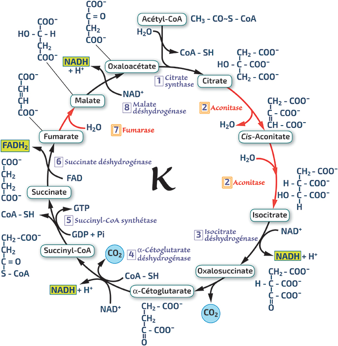 Le métabolisme Réactions ck3 RN’ Bio