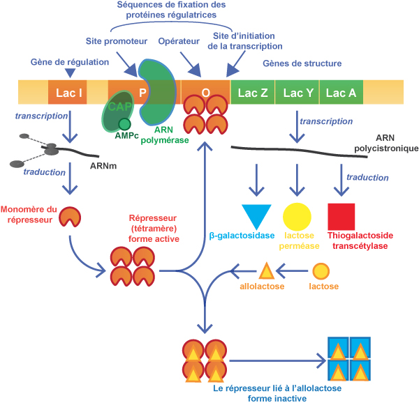 L'opéron lactose présentation RN’ Bio