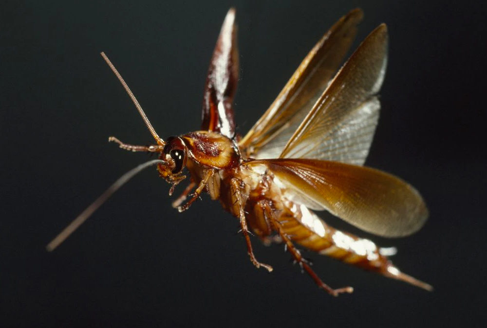 Can cockroaches fly? | RoachBullies