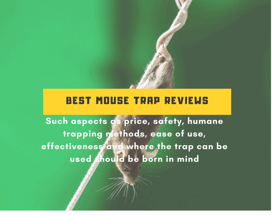 Best Mouse Trap Reviews