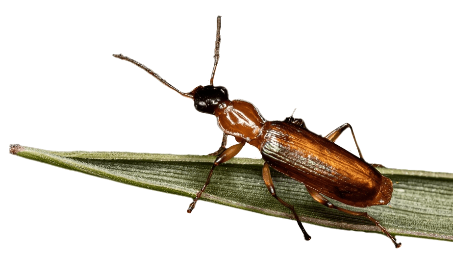 Grain Beetles Roachman