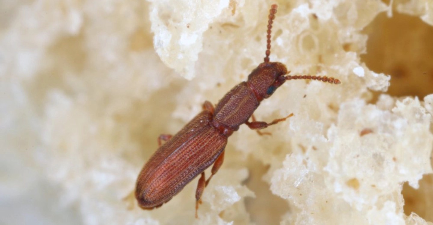 Grain Beetles Roachman