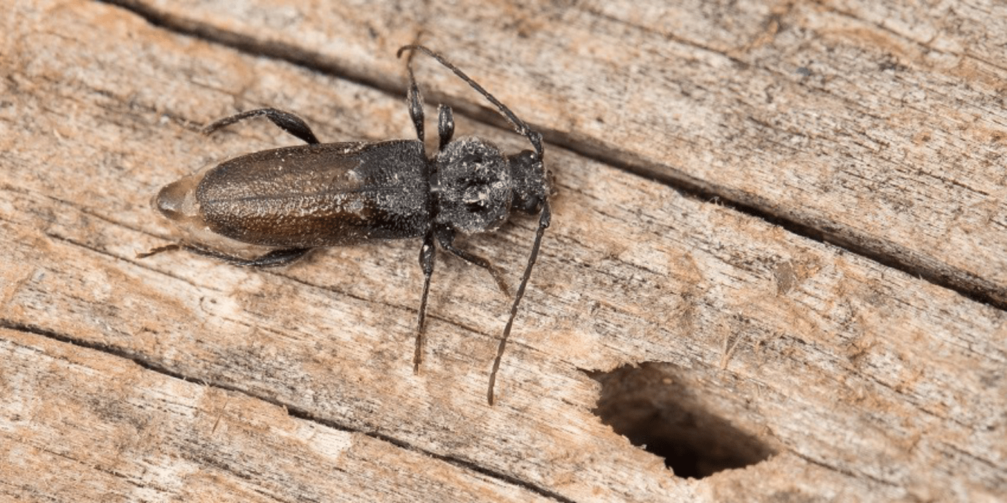 Wood Borers Roachman