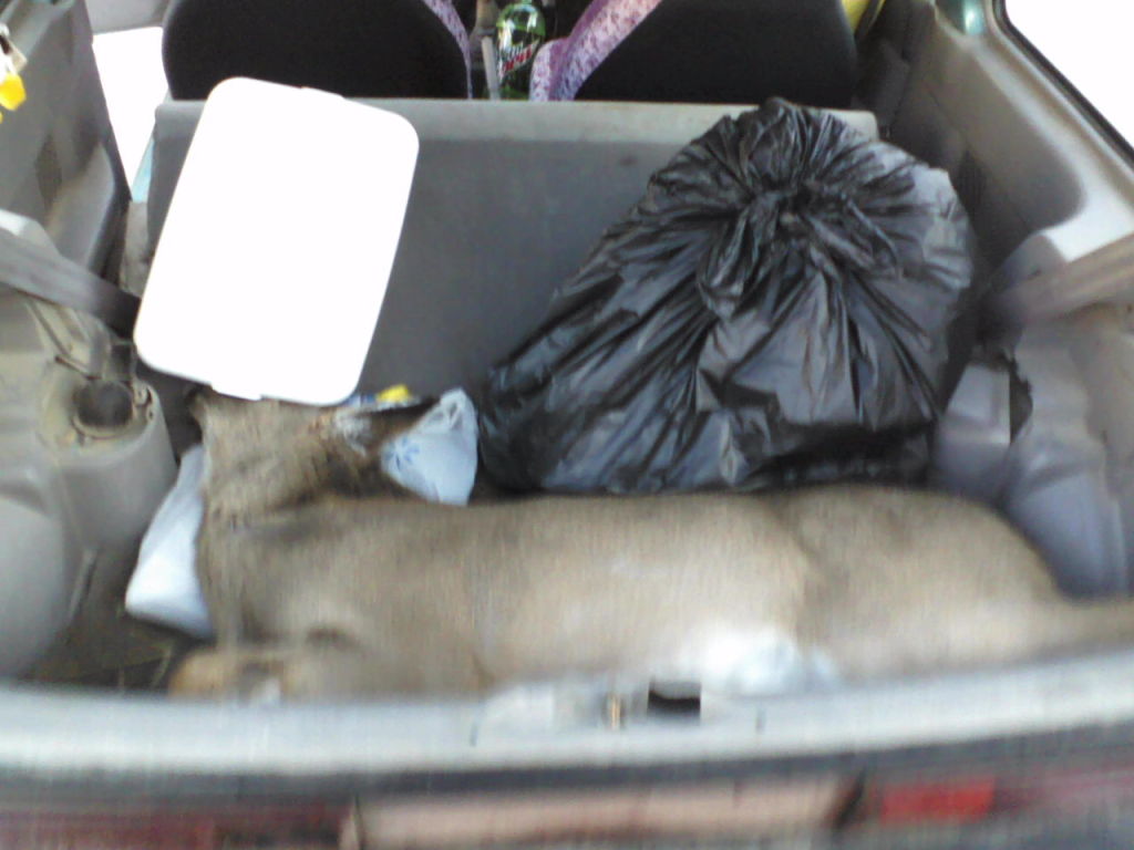 Tux_Rules Roadkill Venison Blog My blog of the roadkill deer I have