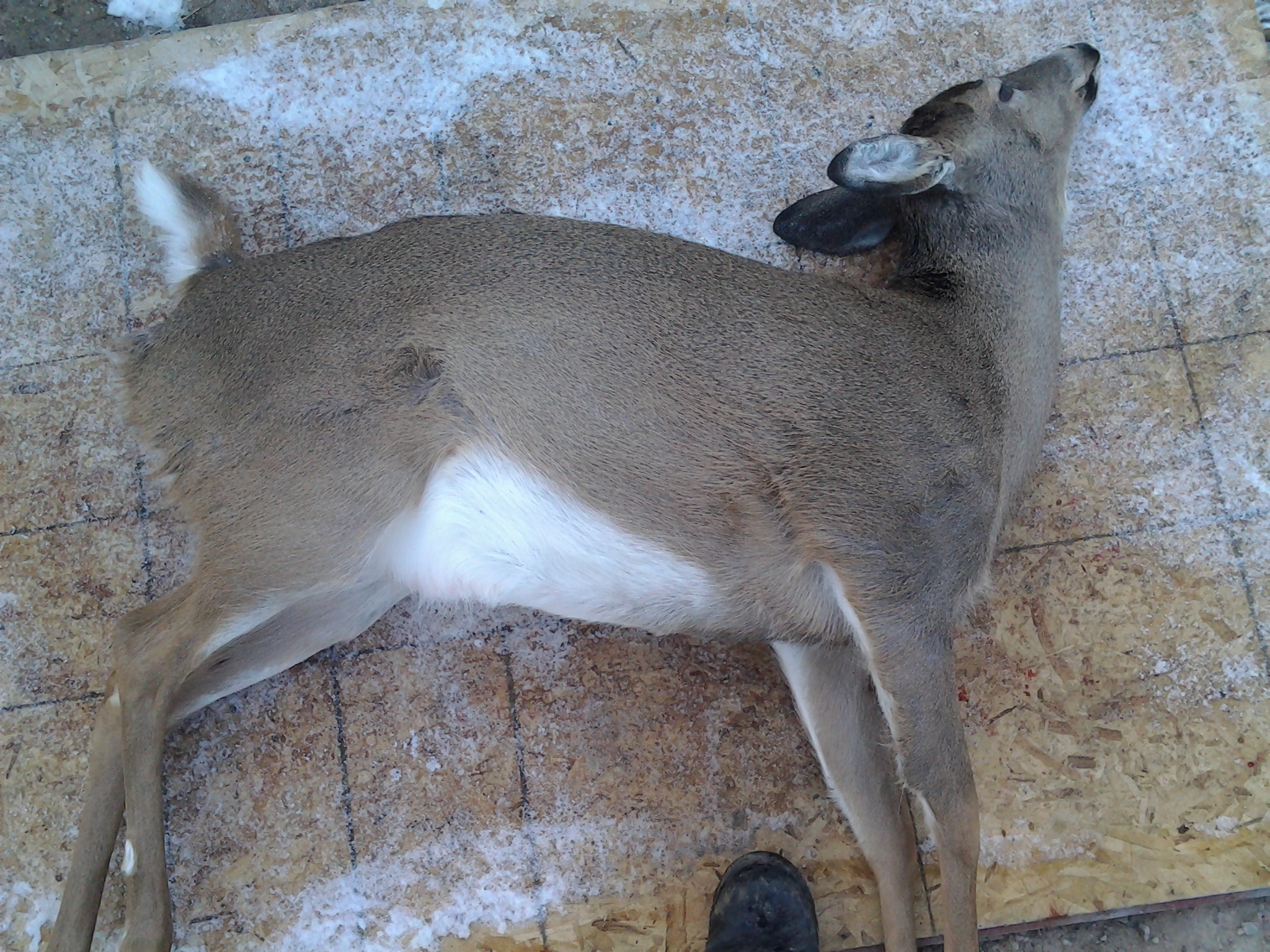 Tux_Rules Roadkill Venison Blog My blog of the roadkill deer I have