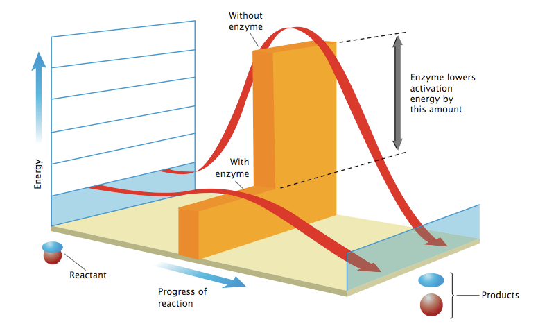 BioEnergetics "Energy for Life"