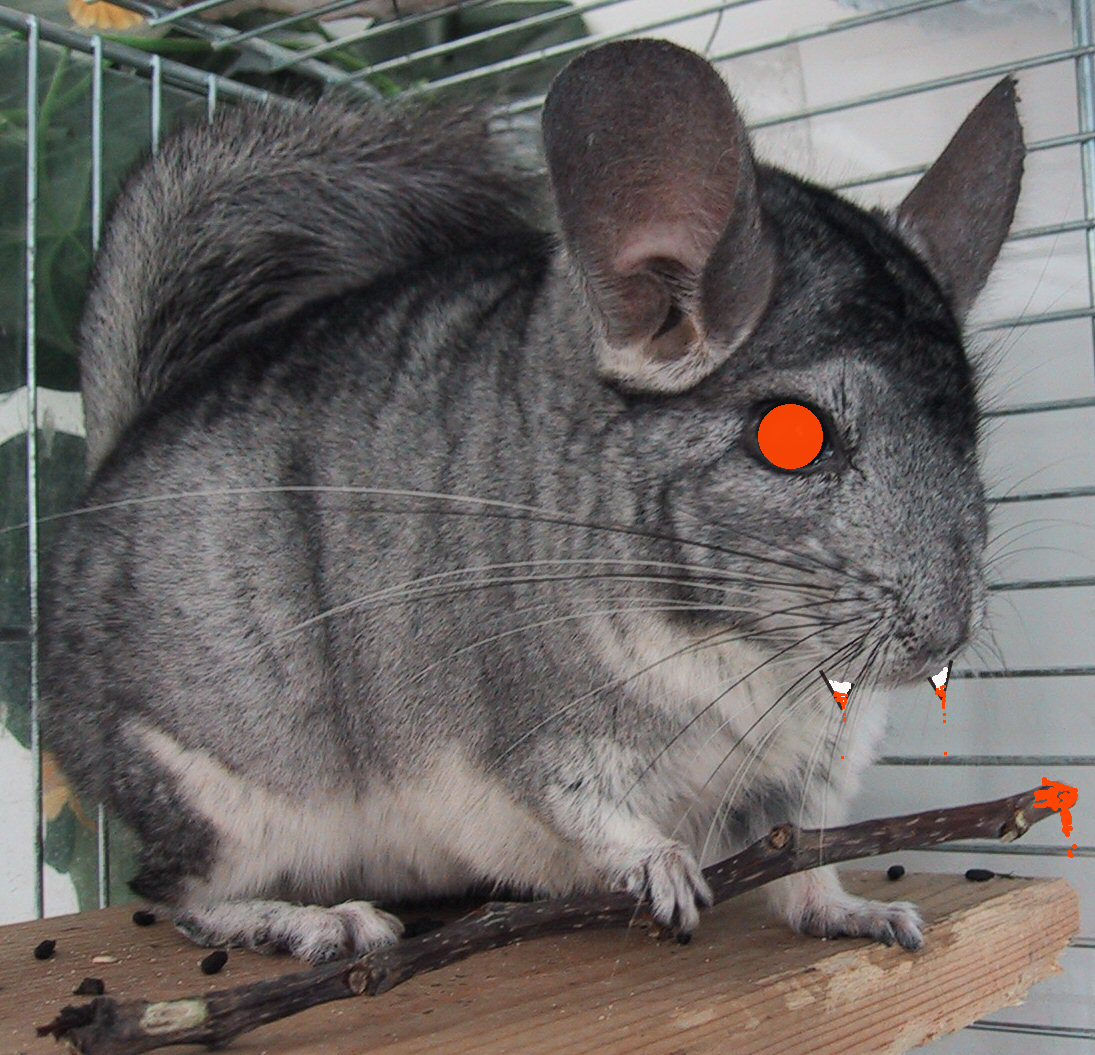 Can Chinchillas Eat Cheese