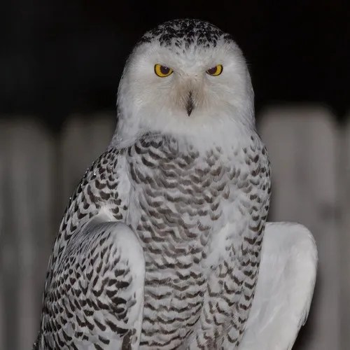 Michigan Owls Top 10 Biggy Eyed Birds With Enigmatic Auras