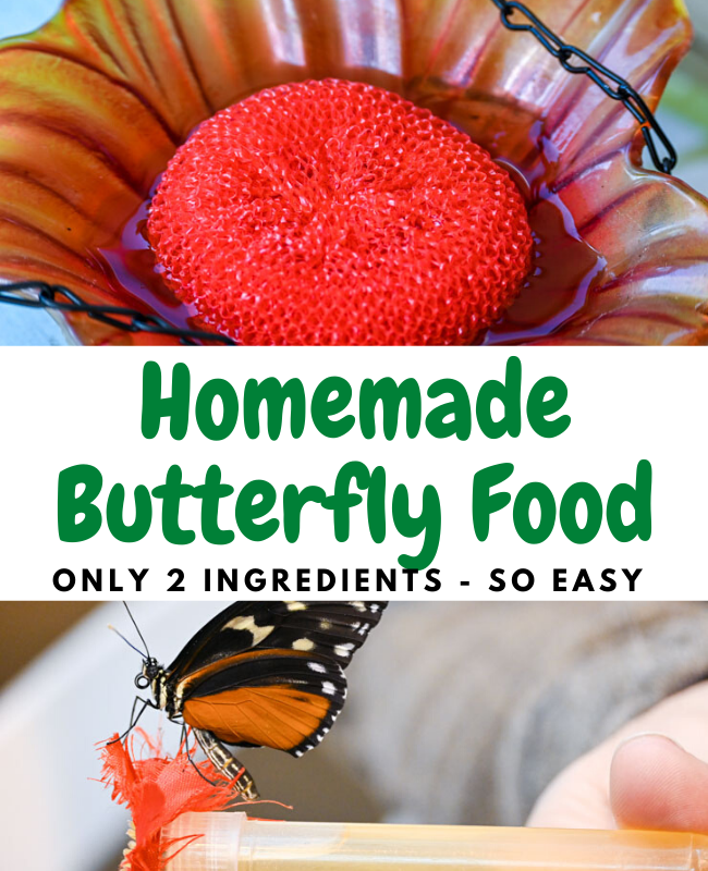 Butterfly Palace Homemade Butterfly Food Easy DIY!