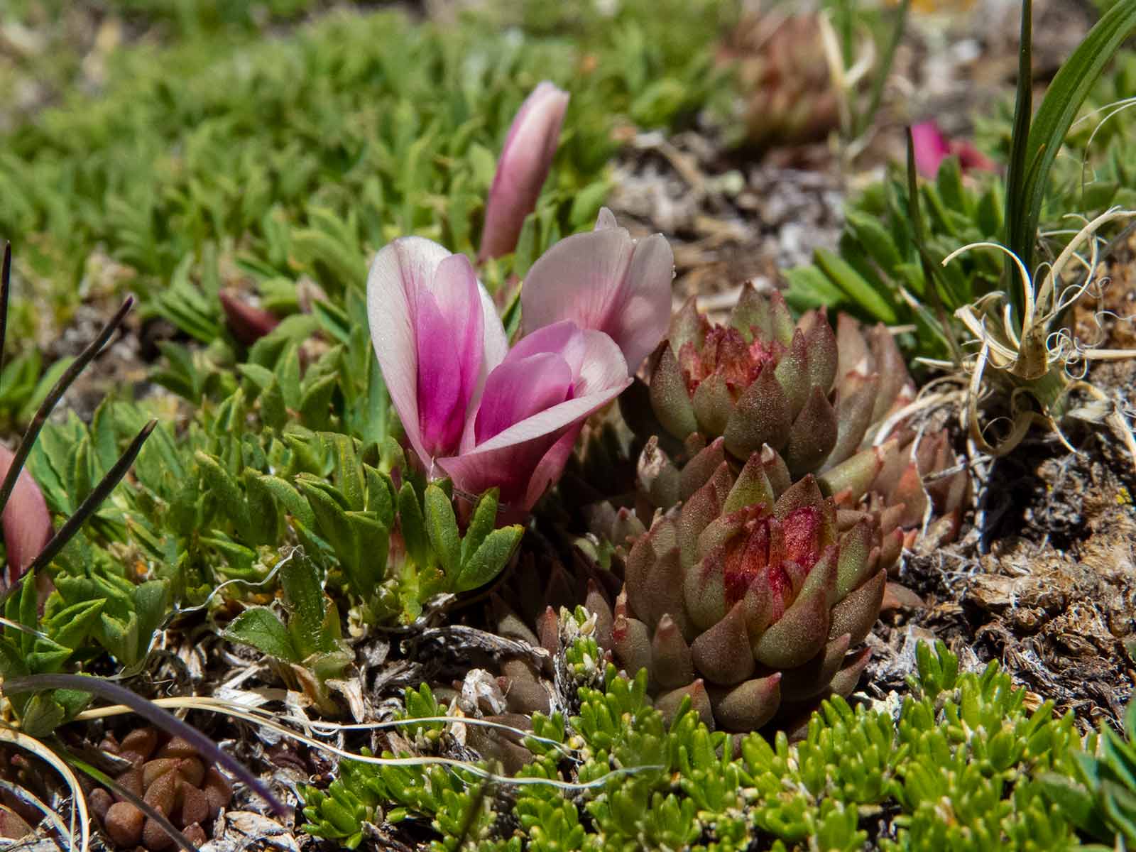 Alpine blooms in Rocky Mountain National Park Roaming Owls