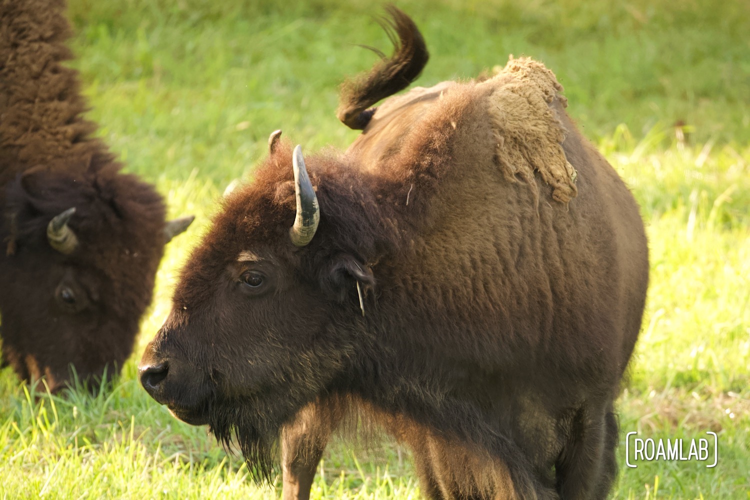 Elk and Bison Prairie Land Between the Lakes Roam Lab